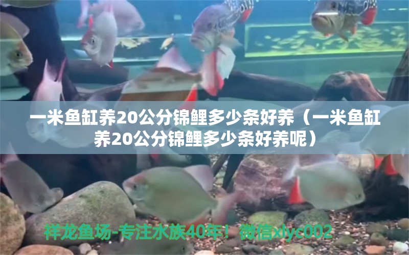 一米魚缸養(yǎng)20公分錦鯉多少條好養(yǎng)（一米魚缸養(yǎng)20公分錦鯉多少條好養(yǎng)呢）