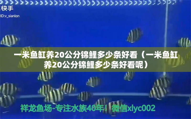 一米魚缸養(yǎng)20公分錦鯉多少條好看（一米魚缸養(yǎng)20公分錦鯉多少條好看呢）