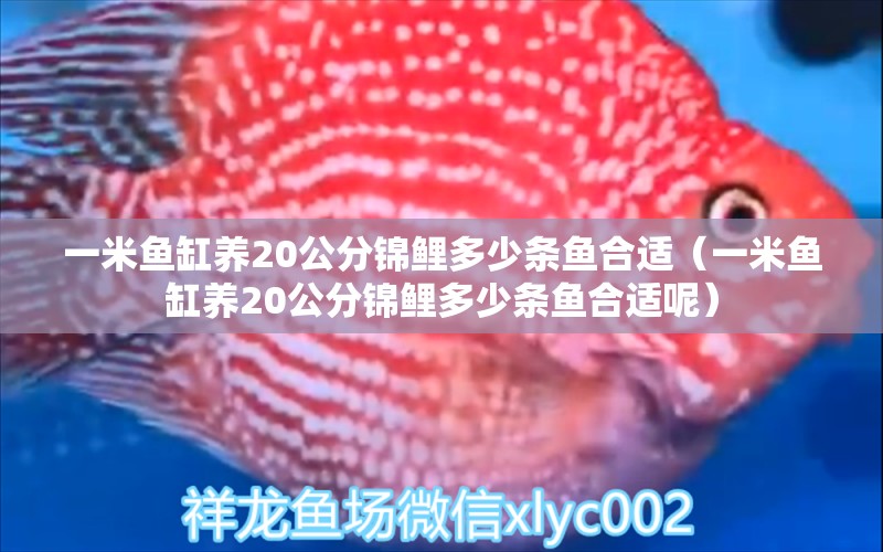 一米魚缸養(yǎng)20公分錦鯉多少條魚合適（一米魚缸養(yǎng)20公分錦鯉多少條魚合適呢） 魚缸百科