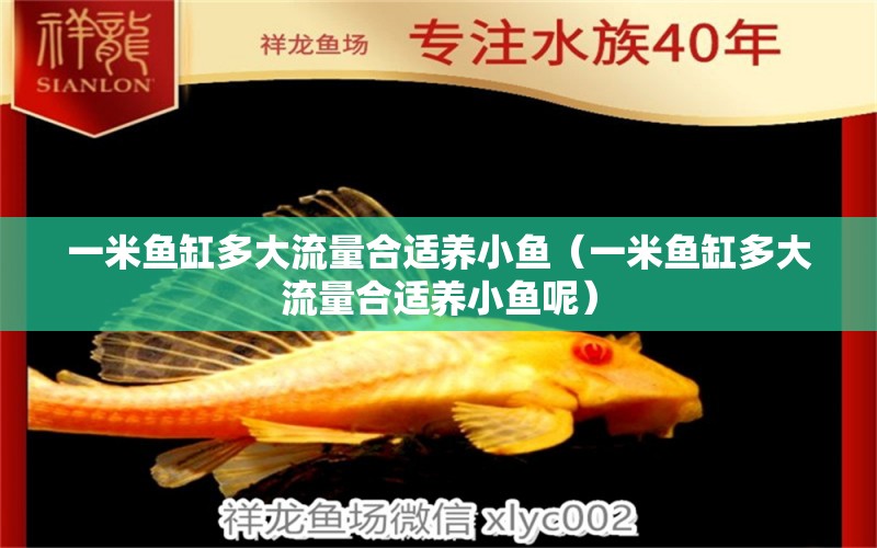 一米魚(yú)缸多大流量合適養(yǎng)小魚(yú)（一米魚(yú)缸多大流量合適養(yǎng)小魚(yú)呢）