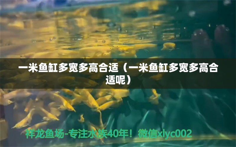 一米魚(yú)缸多寬多高合適（一米魚(yú)缸多寬多高合適呢）