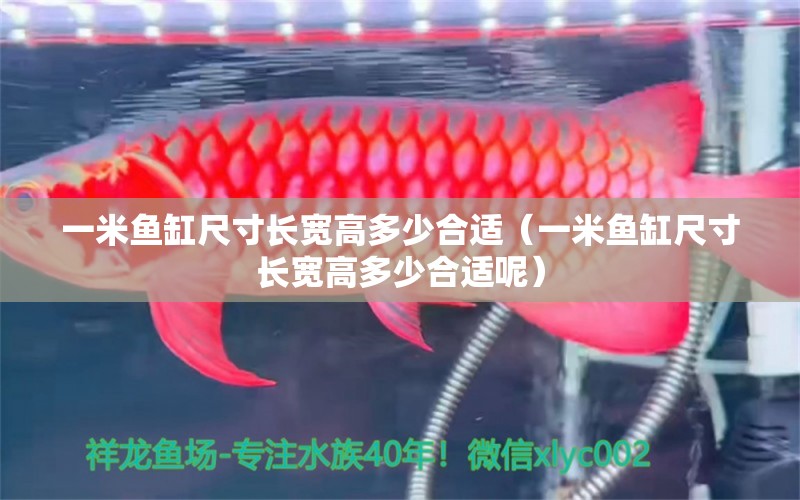 一米魚缸尺寸長寬高多少合適（一米魚缸尺寸長寬高多少合適呢）