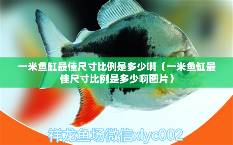 一米魚缸最佳尺寸比例是多少啊（一米魚缸最佳尺寸比例是多少啊圖片）