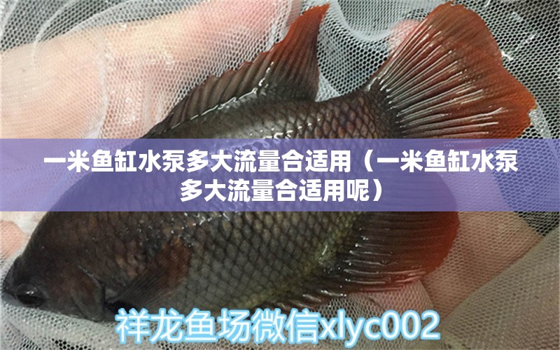 一米魚(yú)缸水泵多大流量合適用（一米魚(yú)缸水泵多大流量合適用呢） 魚(yú)缸水泵