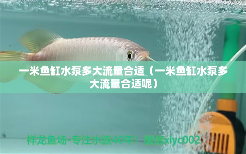 一米魚缸水泵多大流量合適（一米魚缸水泵多大流量合適呢）