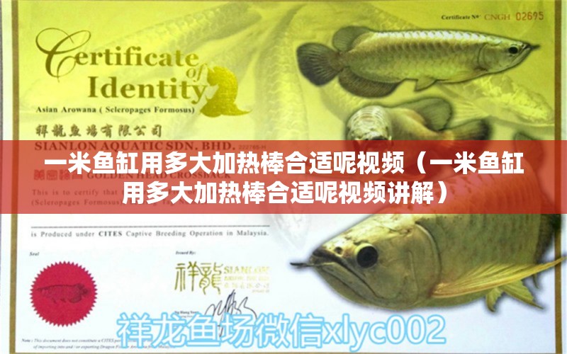 一米魚缸用多大加熱棒合適呢視頻（一米魚缸用多大加熱棒合適呢視頻講解） 魚缸百科