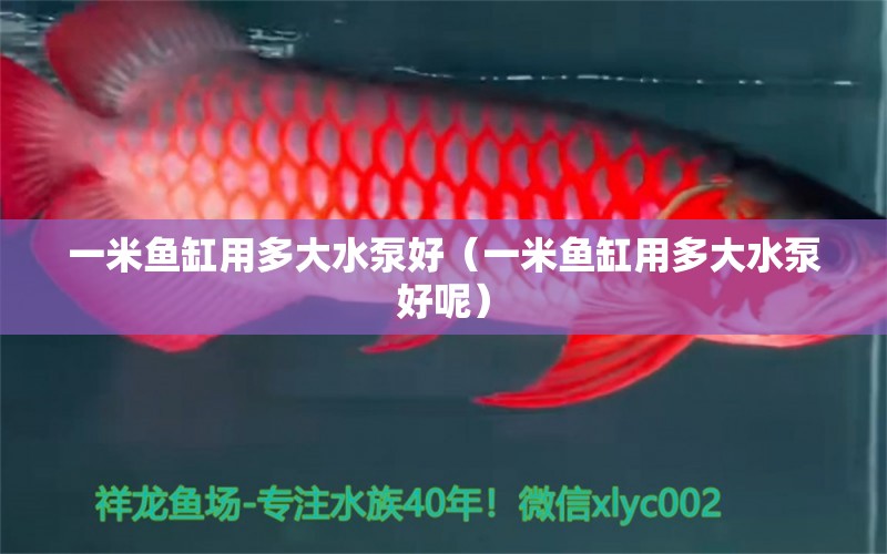 一米魚缸用多大水泵好（一米魚缸用多大水泵好呢） 魚缸百科