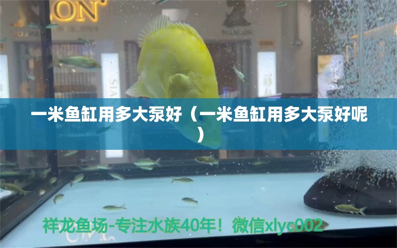 一米魚缸用多大泵好（一米魚缸用多大泵好呢）