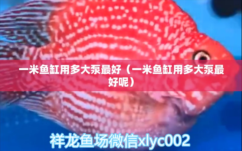 一米魚缸用多大泵最好（一米魚缸用多大泵最好呢）