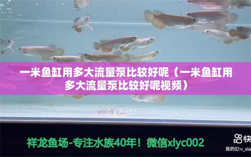 一米魚缸用多大流量泵比較好呢（一米魚缸用多大流量泵比較好呢視頻） 魚缸百科