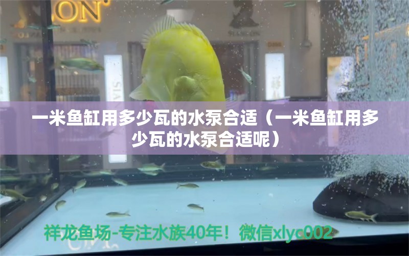 一米魚缸用多少瓦的水泵合適（一米魚缸用多少瓦的水泵合適呢）