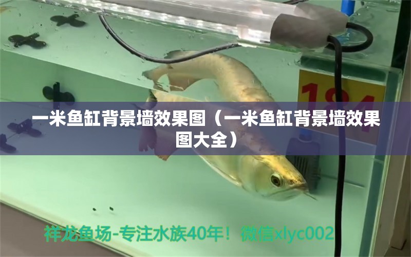 一米魚缸背景墻效果圖（一米魚缸背景墻效果圖大全） 魚缸百科