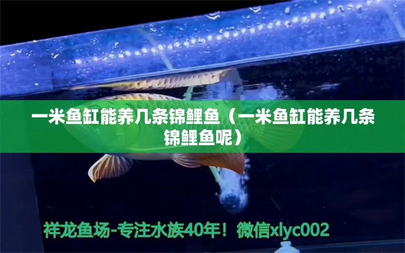 一米魚缸能養(yǎng)幾條錦鯉魚（一米魚缸能養(yǎng)幾條錦鯉魚呢） 魚缸百科