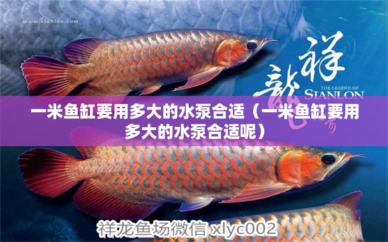 一米魚缸要用多大的水泵合適（一米魚缸要用多大的水泵合適呢） 魚缸百科