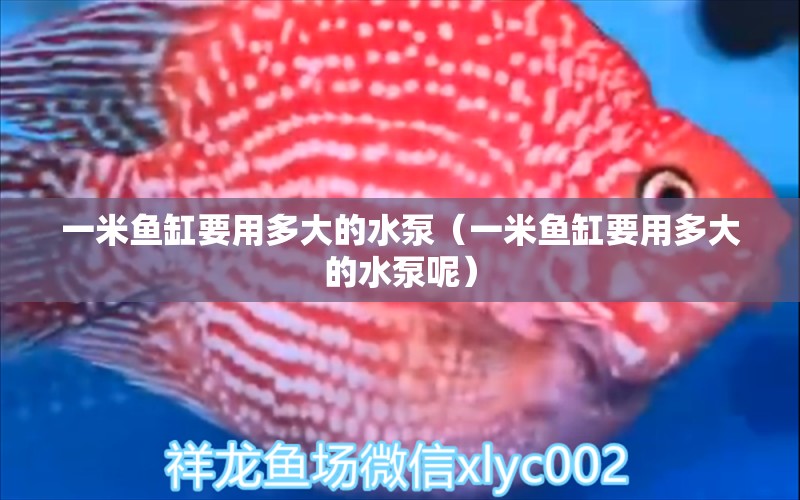 一米魚缸要用多大的水泵（一米魚缸要用多大的水泵呢） 魚缸百科