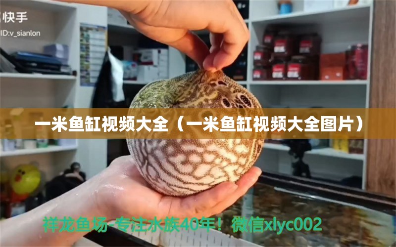 一米魚缸視頻大全（一米魚缸視頻大全圖片）