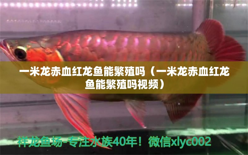 一米龍赤血紅龍魚能繁殖嗎（一米龍赤血紅龍魚能繁殖嗎視頻） 龍魚百科