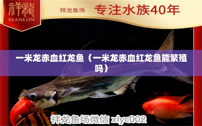 一米龍赤血紅龍魚(yú)（一米龍赤血紅龍魚(yú)能繁殖嗎）