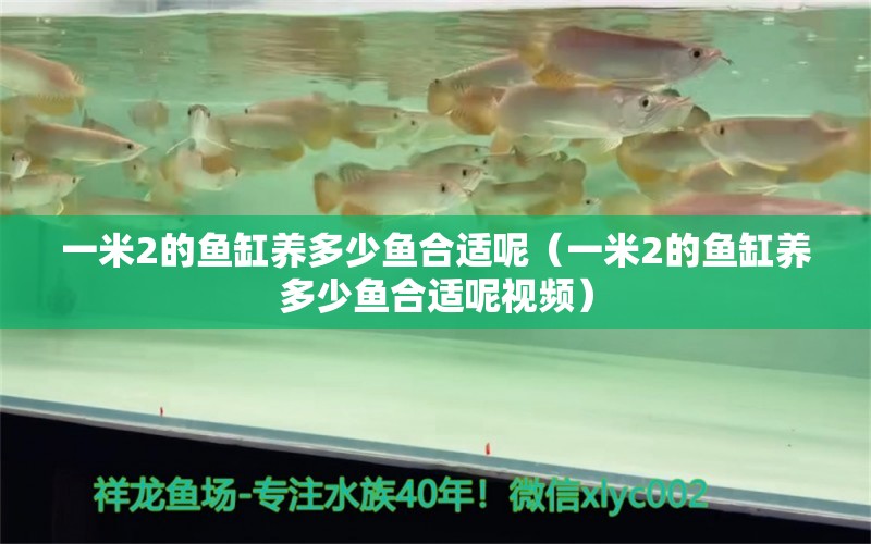 一米2的魚(yú)缸養(yǎng)多少魚(yú)合適呢（一米2的魚(yú)缸養(yǎng)多少魚(yú)合適呢視頻）