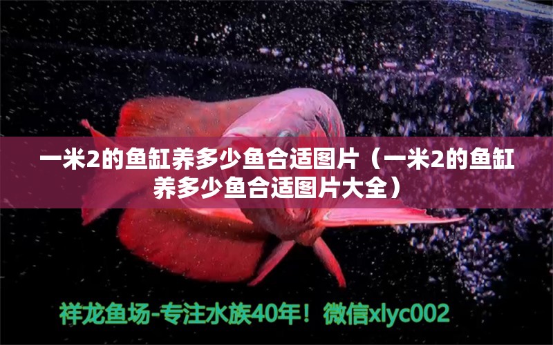 一米2的魚(yú)缸養(yǎng)多少魚(yú)合適圖片（一米2的魚(yú)缸養(yǎng)多少魚(yú)合適圖片大全）