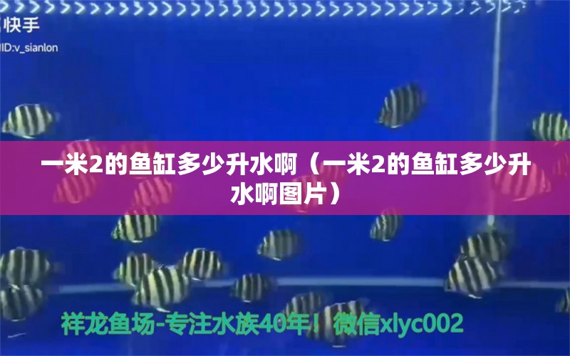 一米2的魚(yú)缸多少升水啊（一米2的魚(yú)缸多少升水啊圖片） 魚(yú)缸百科