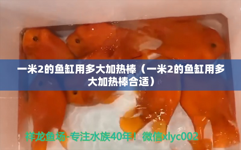 一米2的魚缸用多大加熱棒（一米2的魚缸用多大加熱棒合適） 魚缸百科