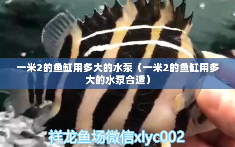 一米2的魚(yú)缸用多大的水泵（一米2的魚(yú)缸用多大的水泵合適） 其他品牌魚(yú)缸