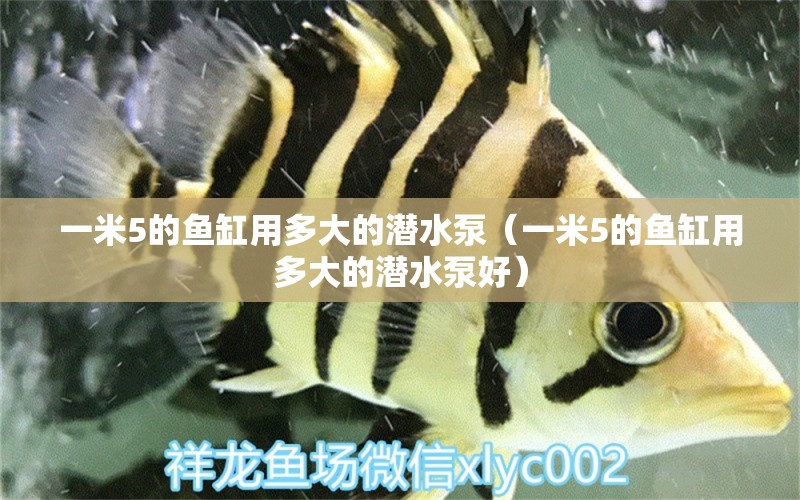 一米5的魚缸用多大的潛水泵（一米5的魚缸用多大的潛水泵好）