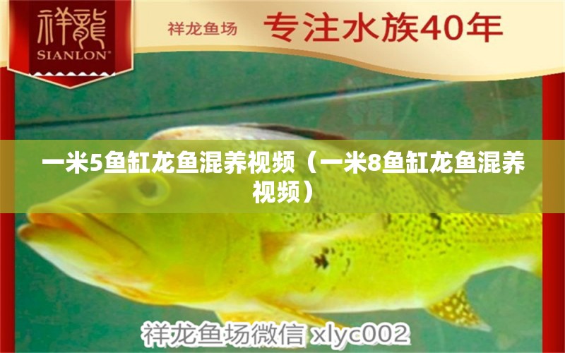 一米5魚(yú)缸龍魚(yú)混養(yǎng)視頻（一米8魚(yú)缸龍魚(yú)混養(yǎng)視頻）