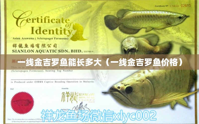 一線金吉羅魚能長多大（一線金吉羅魚價格）