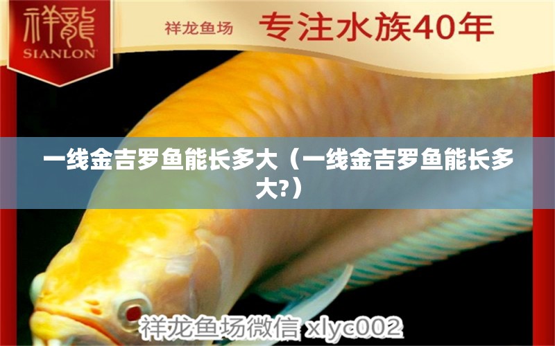 一線金吉羅魚能長多大（一線金吉羅魚能長多大?） 祥龍水族醫(yī)院