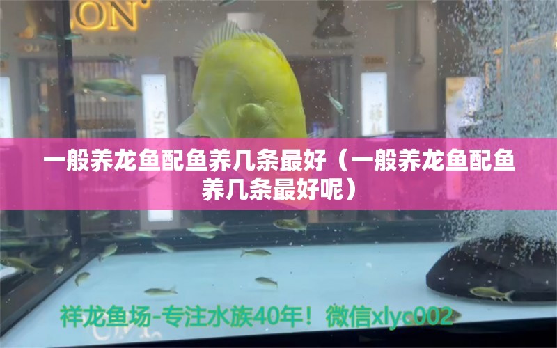 一般養(yǎng)龍魚配魚養(yǎng)幾條最好（一般養(yǎng)龍魚配魚養(yǎng)幾條最好呢） 龍魚疾病與治療