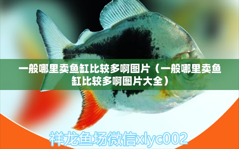 一般哪里賣魚缸比較多啊圖片（一般哪里賣魚缸比較多啊圖片大全）