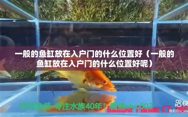 一般的魚缸放在入戶門的什么位置好（一般的魚缸放在入戶門的什么位置好呢）