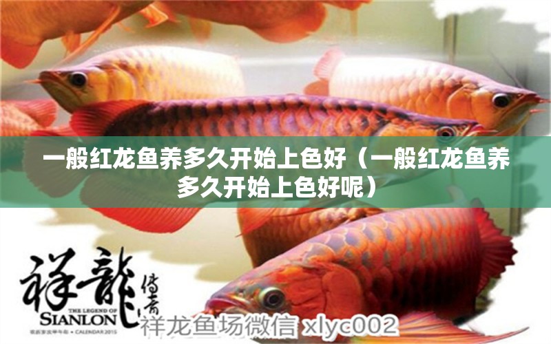 一般紅龍魚養(yǎng)多久開始上色好（一般紅龍魚養(yǎng)多久開始上色好呢）