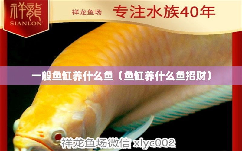 一般魚缸養(yǎng)什么魚（魚缸養(yǎng)什么魚招財）