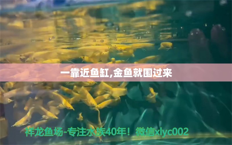 一靠近魚缸,金魚就圍過來 祥龍魚場