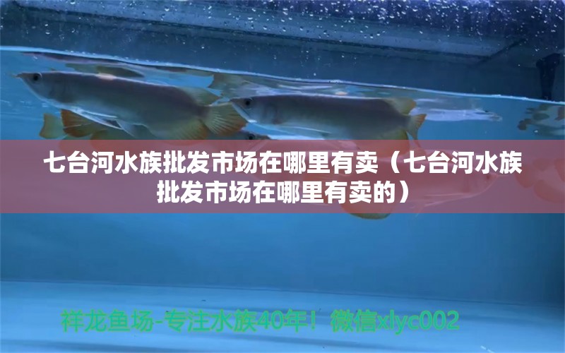 七臺河水族批發(fā)市場在哪里有賣（七臺河水族批發(fā)市場在哪里有賣的）