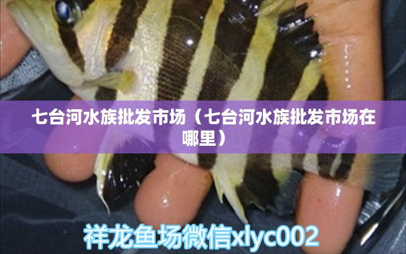 七臺河水族批發(fā)市場（七臺河水族批發(fā)市場在哪里）