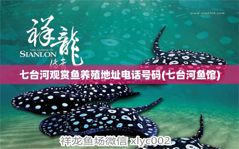 七臺(tái)河觀賞魚養(yǎng)殖地址電話號(hào)碼(七臺(tái)河魚館) 觀賞魚市場(chǎng)