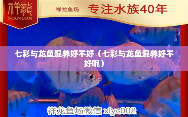 七彩與龍魚混養(yǎng)好不好（七彩與龍魚混養(yǎng)好不好呢） 廣州龍魚批發(fā)市場