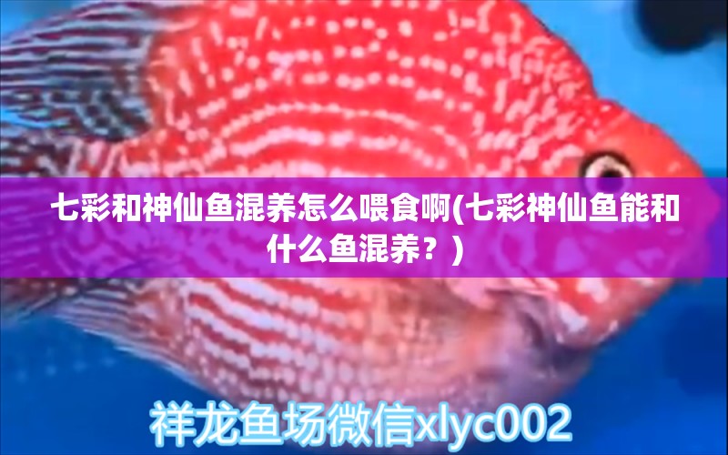 七彩和神仙魚混養(yǎng)怎么喂食啊(七彩神仙魚能和什么魚混養(yǎng)？) 七彩神仙魚