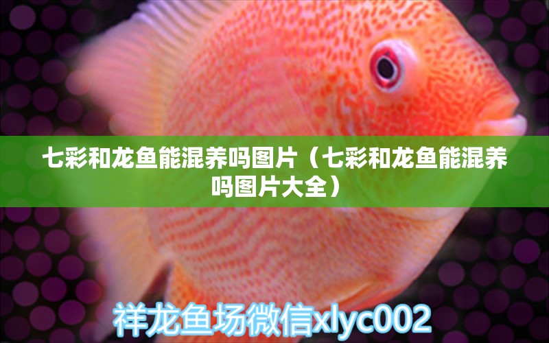 七彩和龍魚能混養(yǎng)嗎圖片（七彩和龍魚能混養(yǎng)嗎圖片大全）