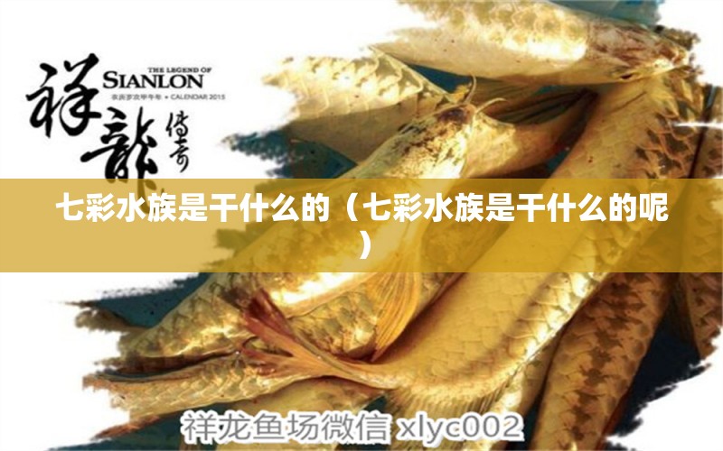 七彩水族是干什么的（七彩水族是干什么的呢） 廣州龍魚(yú)批發(fā)市場(chǎng)