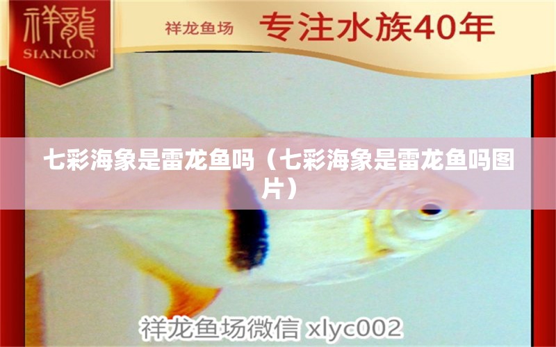 七彩海象是雷龍魚(yú)嗎（七彩海象是雷龍魚(yú)嗎圖片） 廣州龍魚(yú)批發(fā)市場(chǎng)