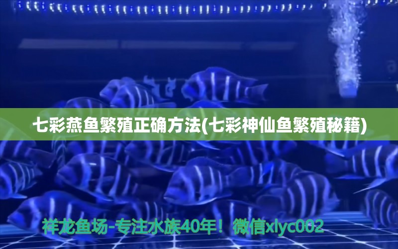 七彩燕魚繁殖正確方法(七彩神仙魚繁殖秘籍) 七彩神仙魚 第1張