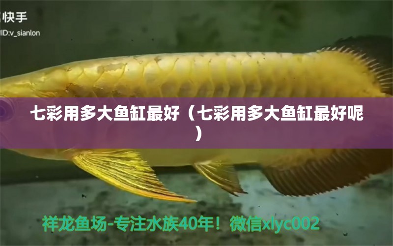 七彩用多大魚缸最好（七彩用多大魚缸最好呢）