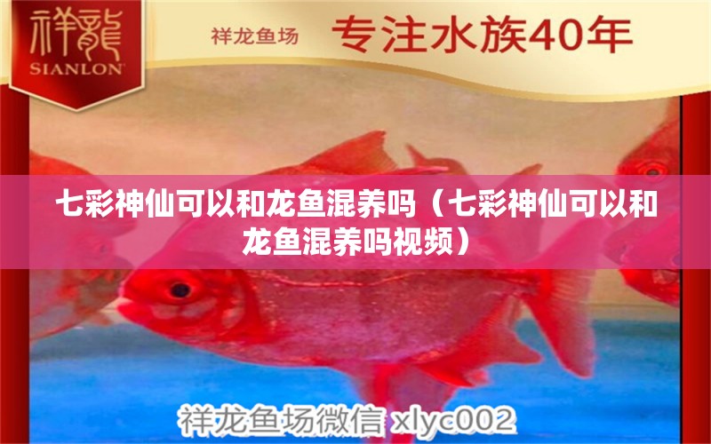 七彩神仙可以和龍魚混養(yǎng)嗎（七彩神仙可以和龍魚混養(yǎng)嗎視頻） 七彩神仙魚