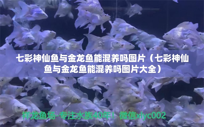 七彩神仙魚與金龍魚能混養(yǎng)嗎圖片（七彩神仙魚與金龍魚能混養(yǎng)嗎圖片大全）