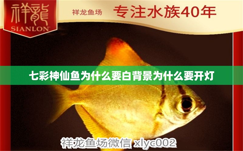 七彩神仙魚為什么要白背景為什么要開燈 野彩魚